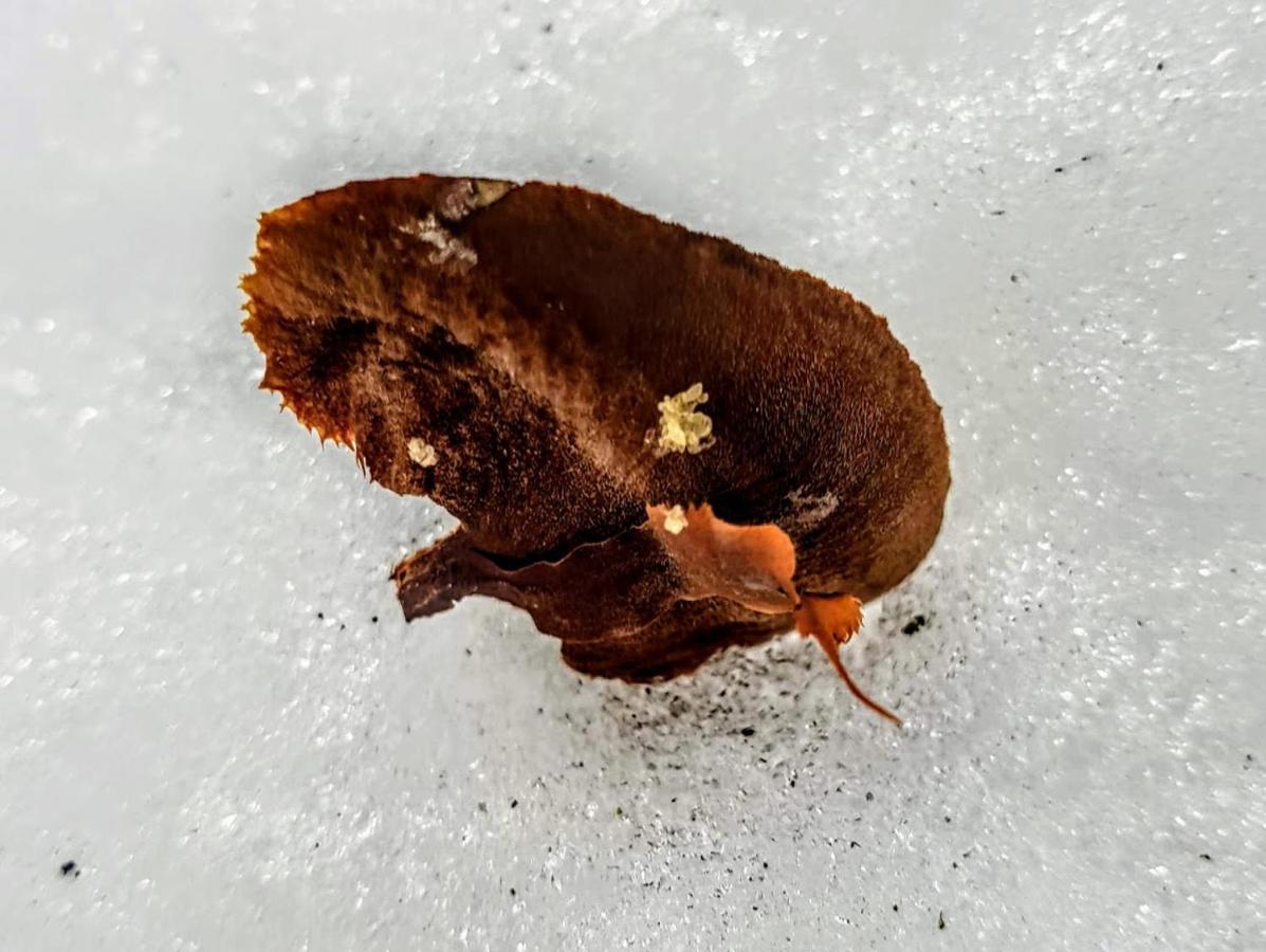 Ferienwohnung Kochs Beeren Oberfresen Exteriör bild