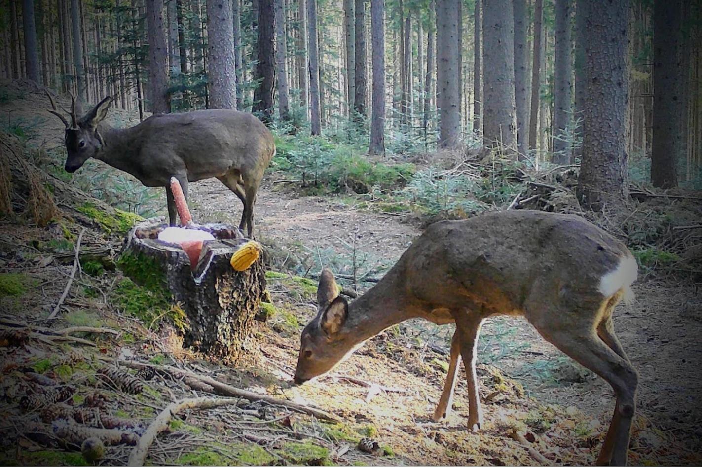 Ferienwohnung Kochs Beeren Oberfresen Exteriör bild