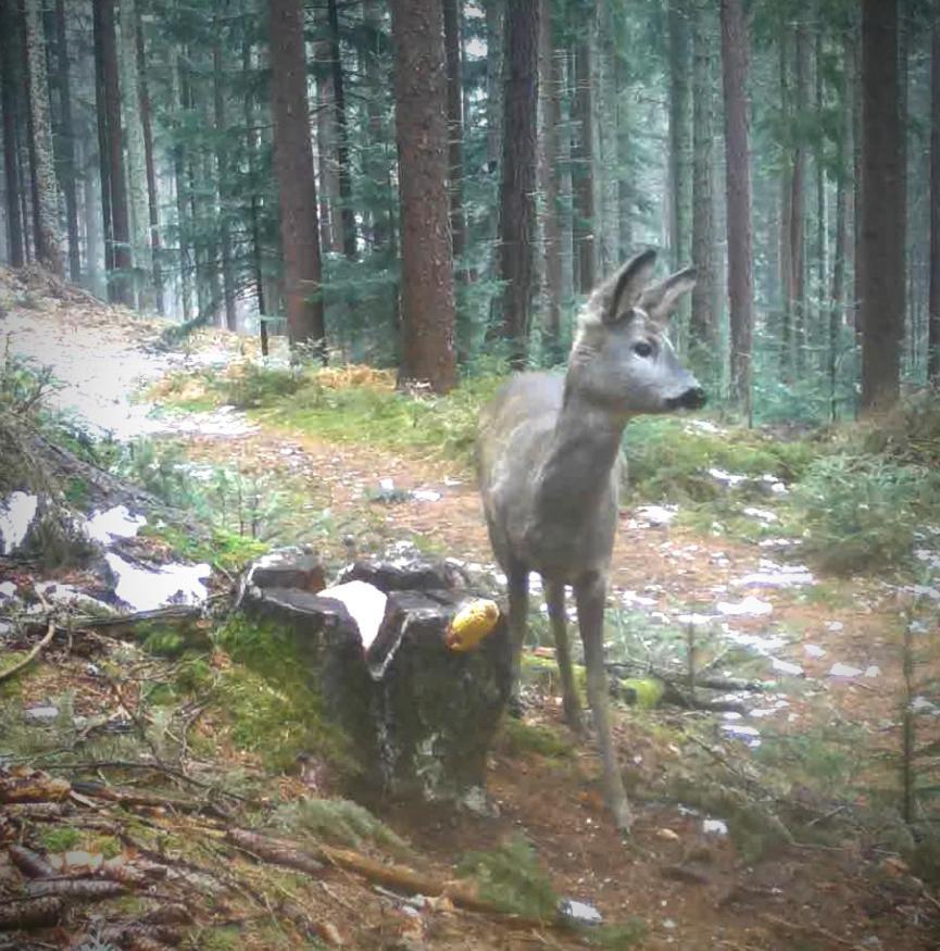 Ferienwohnung Kochs Beeren Oberfresen Exteriör bild