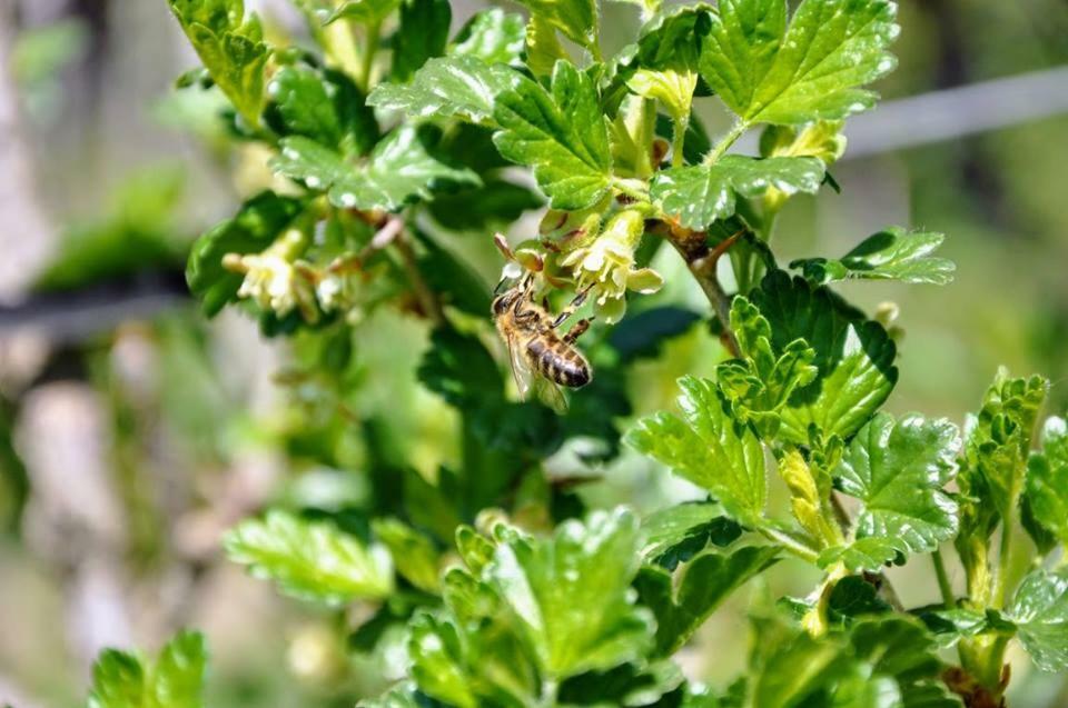 Ferienwohnung Kochs Beeren Oberfresen Exteriör bild